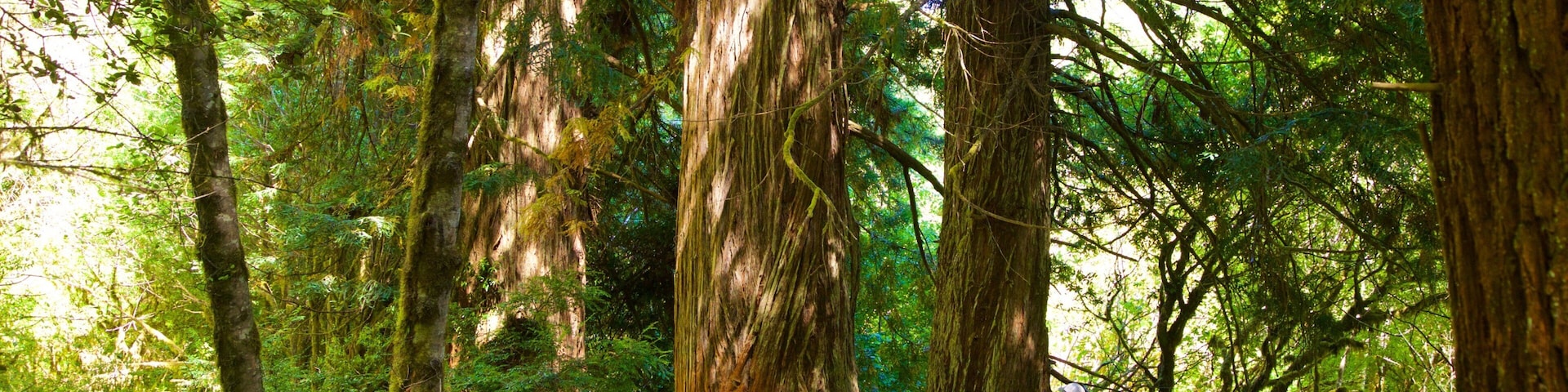 Parques nacionales y estatales Redwood mostrando un puente y paisajes forestales y también una familia