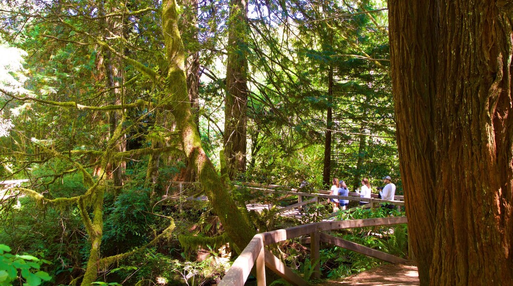 Prairie Creek Visitor Center which includes a park, a bridge and forests