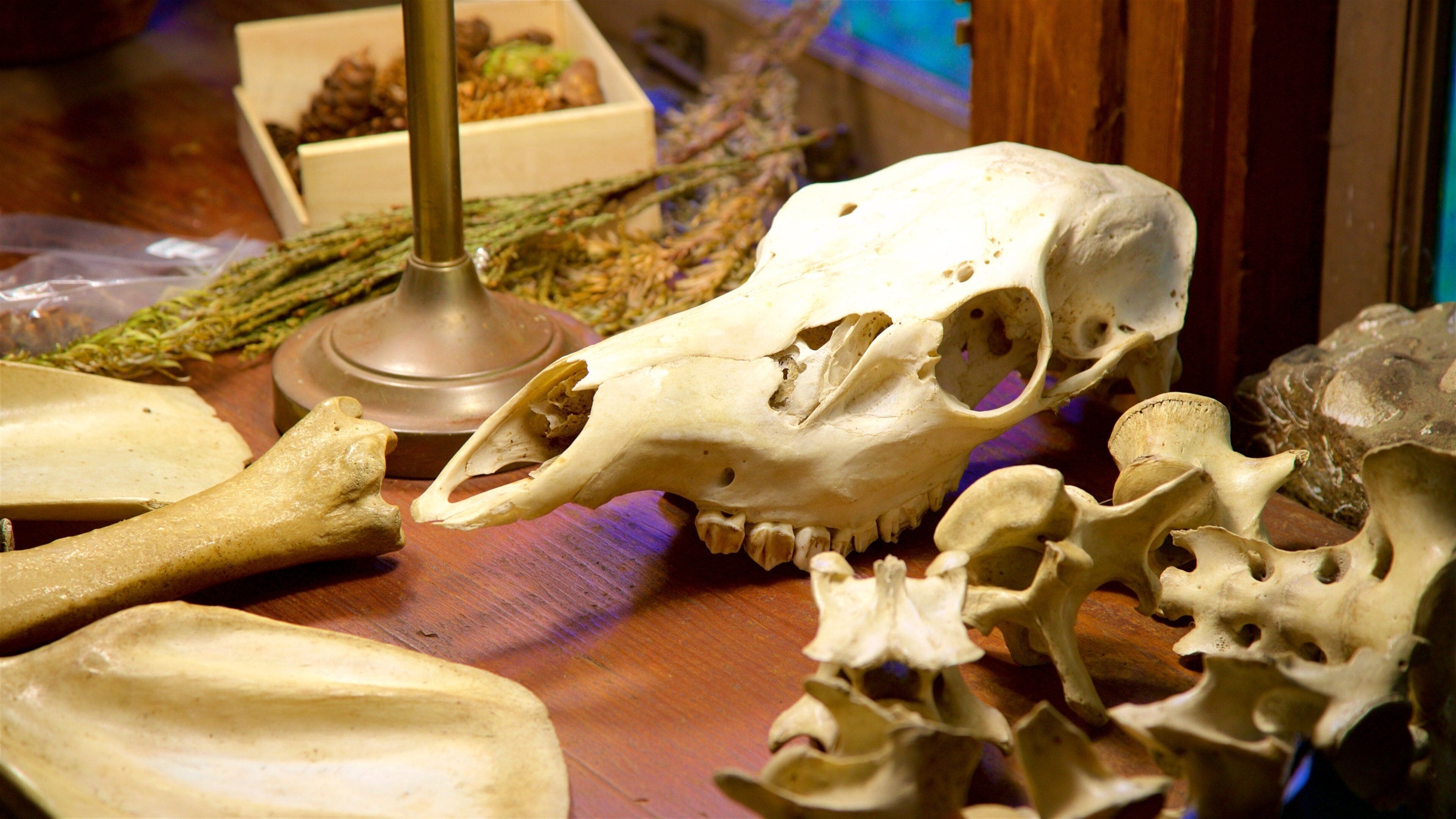 紅木國家公園暨州立公園