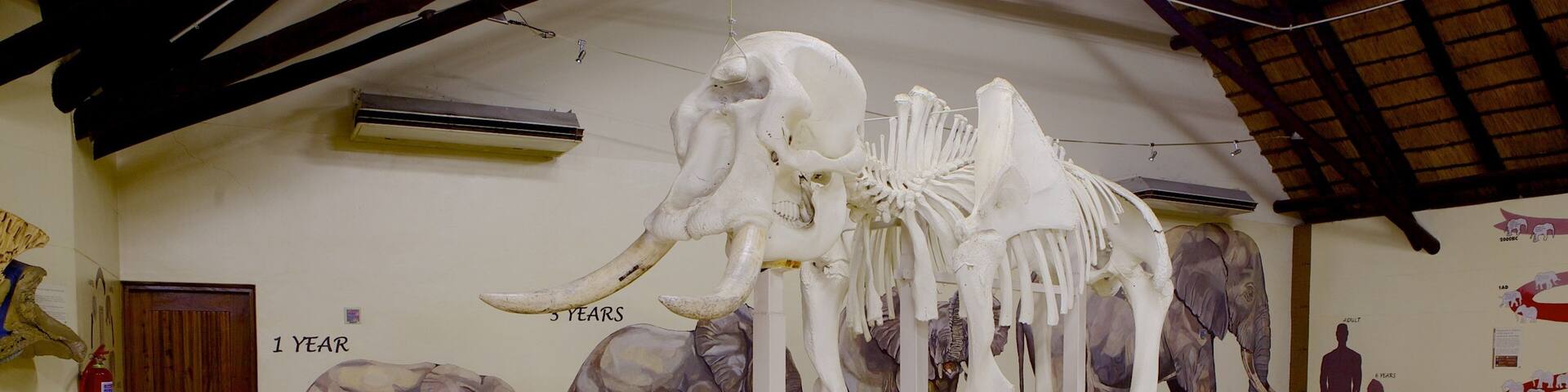A museum exhibit with a large elephant skeleton and a mural depicting the life stages of an elephant.