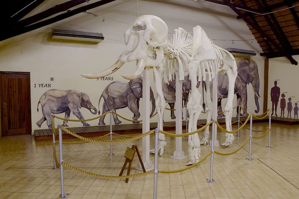 A museum exhibit with a large elephant skeleton and a mural depicting the life stages of an elephant.