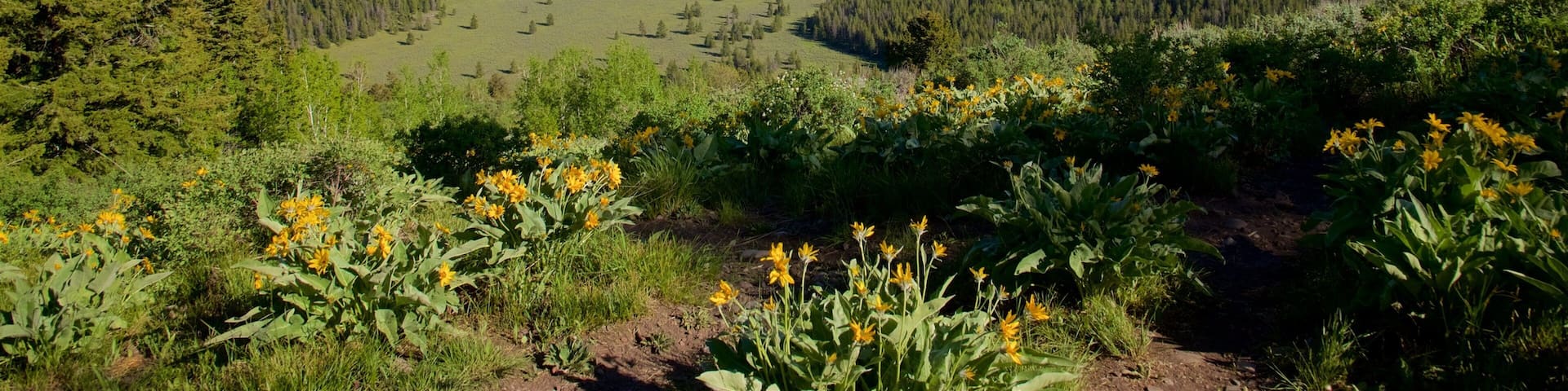 A mountainous landscape with a clear sky, green fields, and yellow wildflowers.