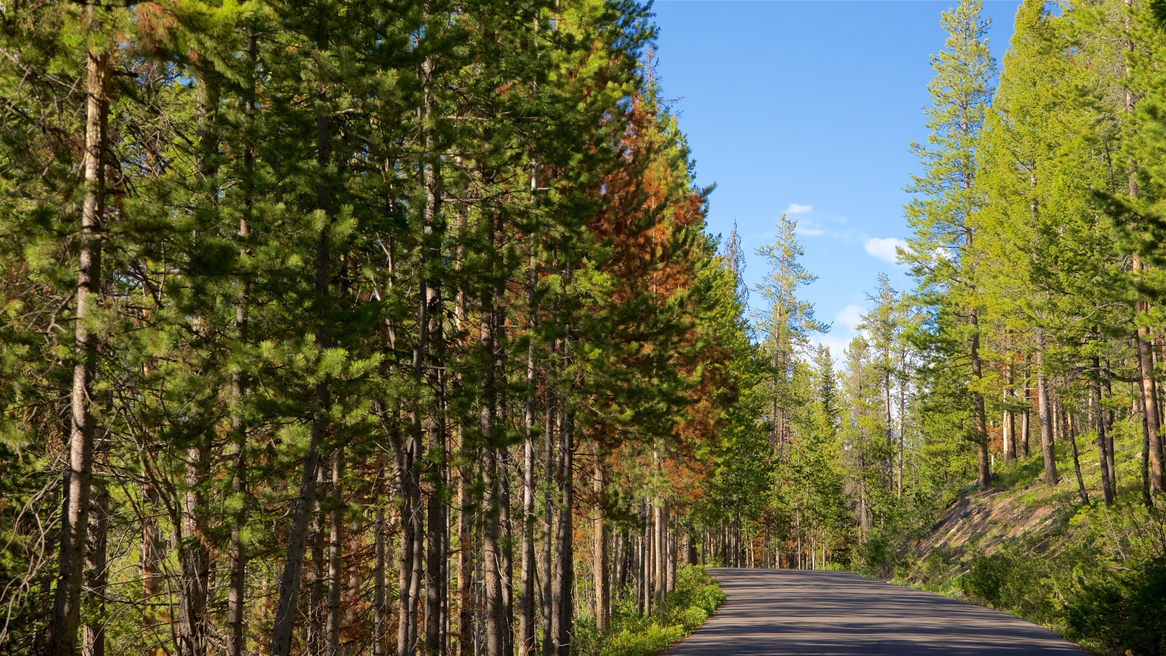 大提頓國家公園 其中包括 森林風景