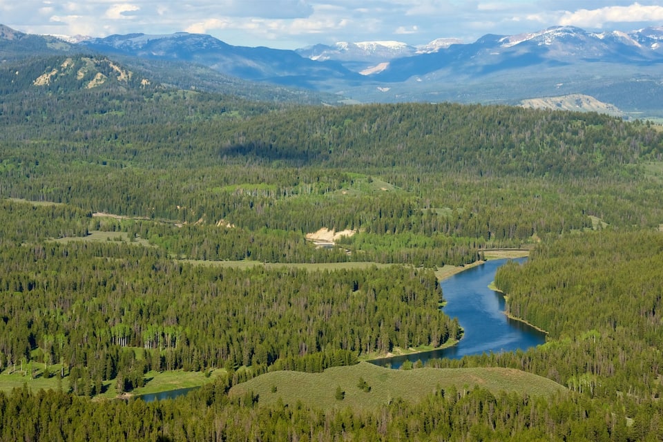 A river winding through a dense forest with mountains in the background.