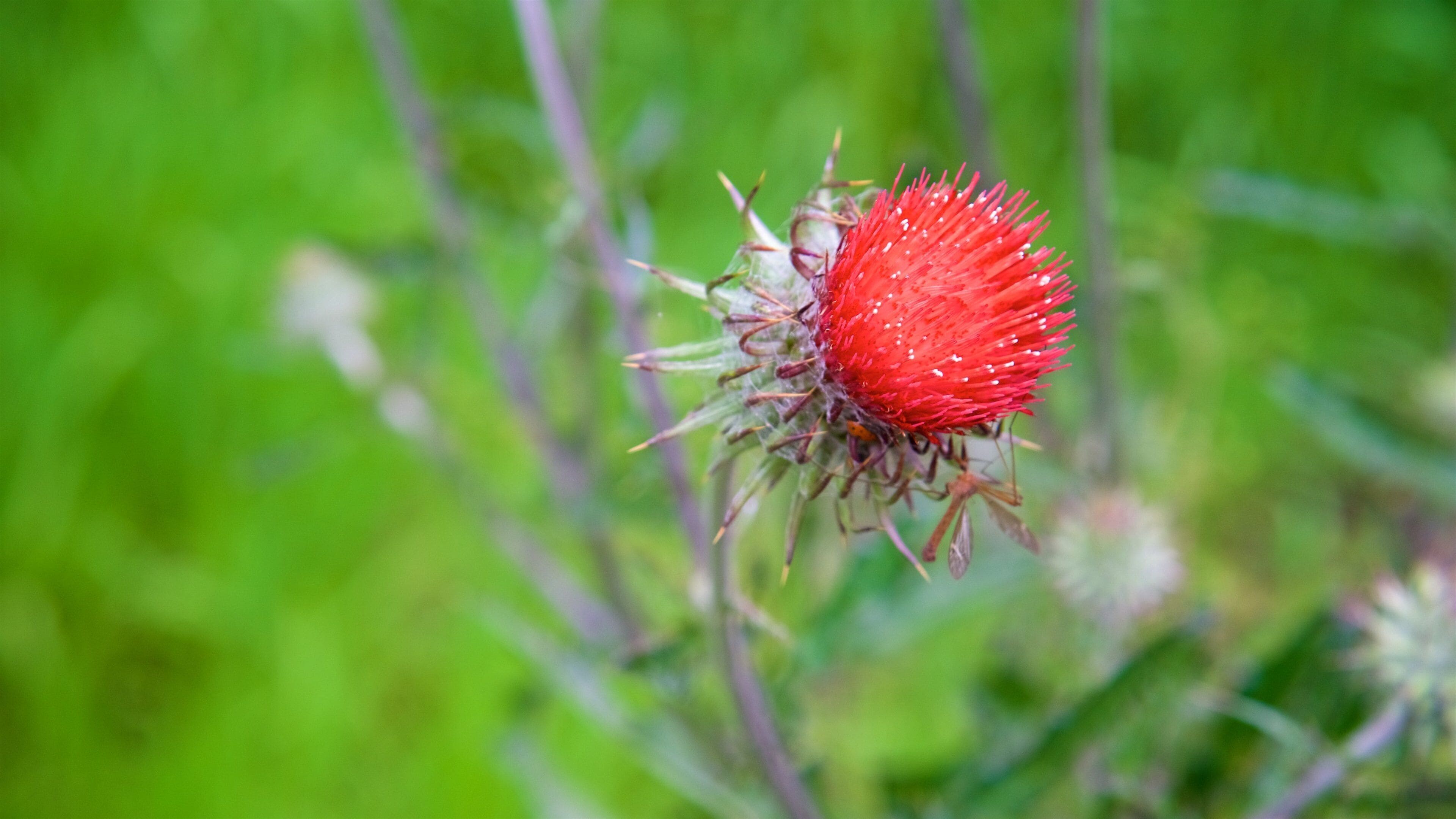 Pinnacles National Park fasiliteter samt villblomster