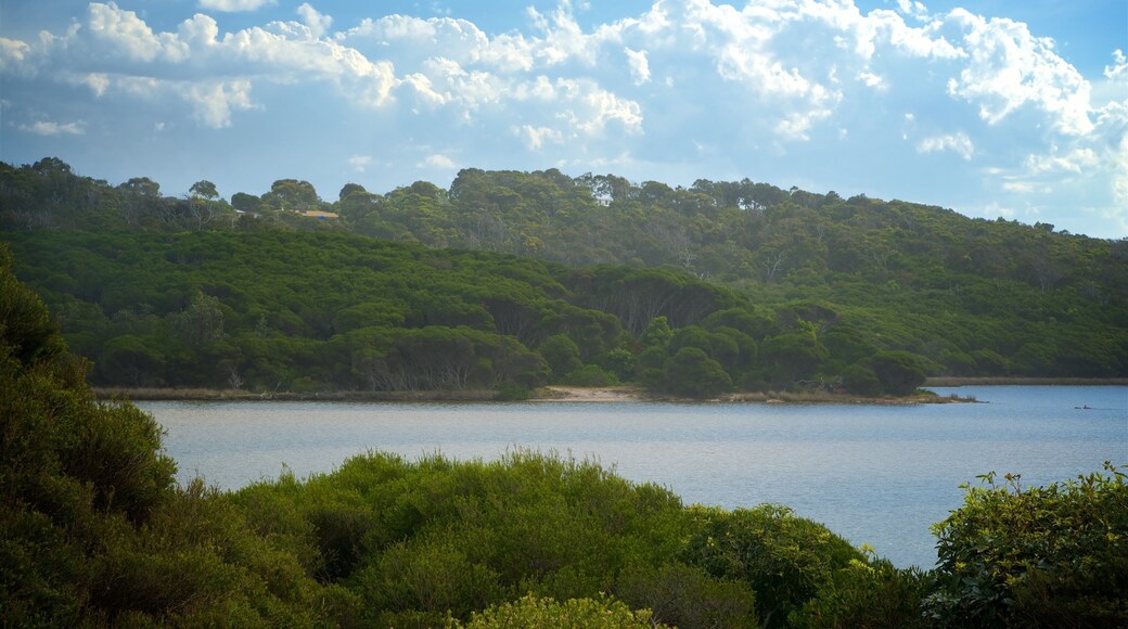 Merrimbula mettant en vedette scĂšnes forestiĂšres