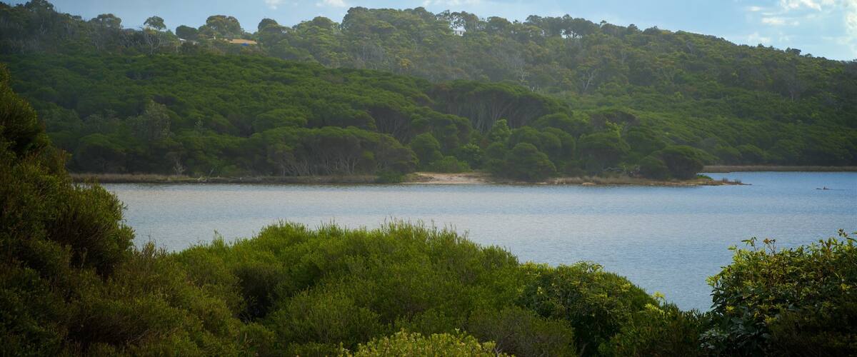 Merimbula showing forests