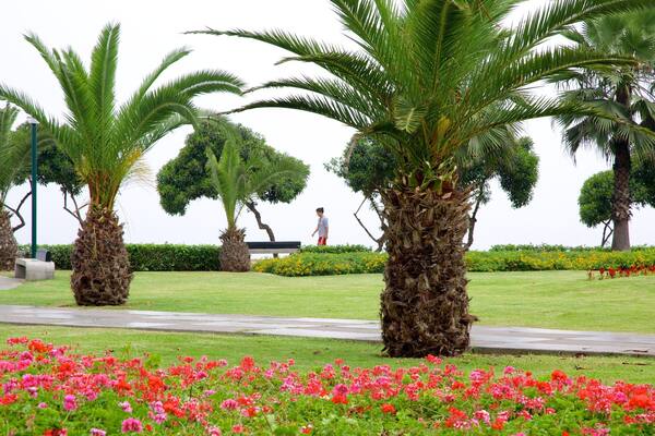 Lima showing tropical scenes, flowers and a park