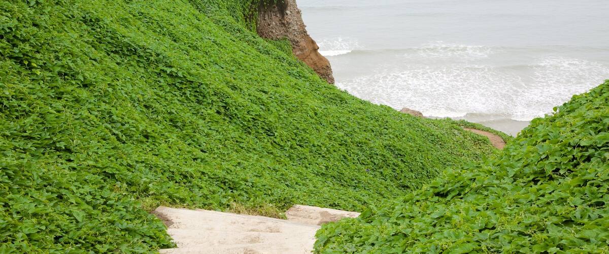 Lima showing general coastal views