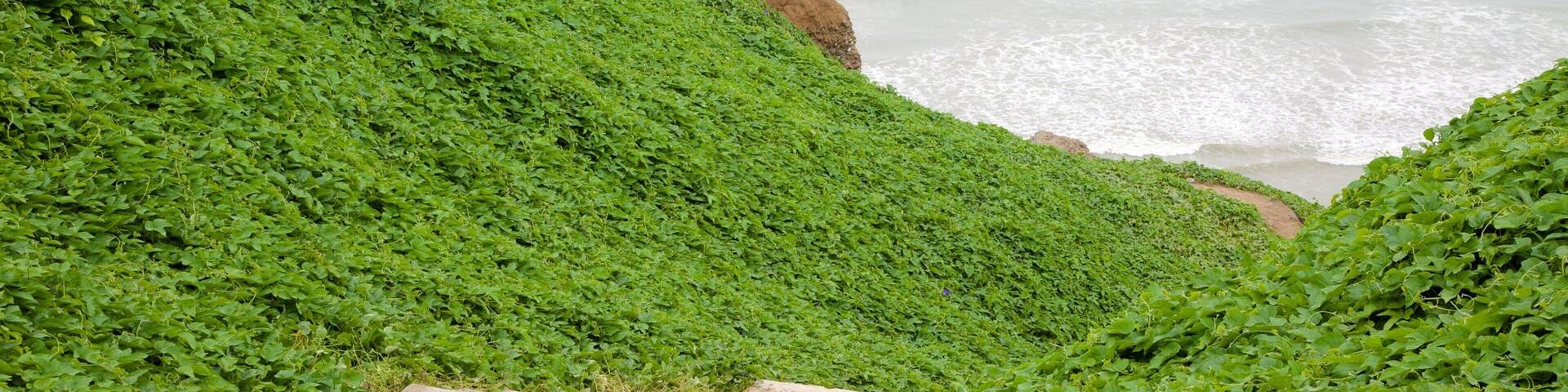 Lima featuring general coastal views