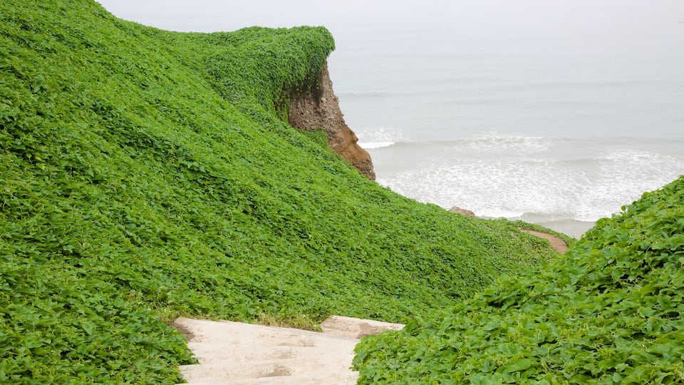 Ein Küstenpfad mit üppiger, grüner Vegetation und einer steilen Klippe mit Blick auf den Ozean.