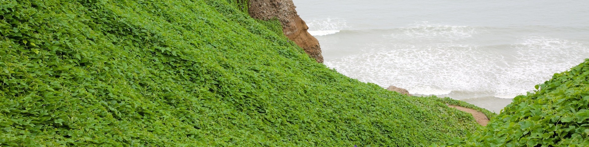 Lima featuring general coastal views
