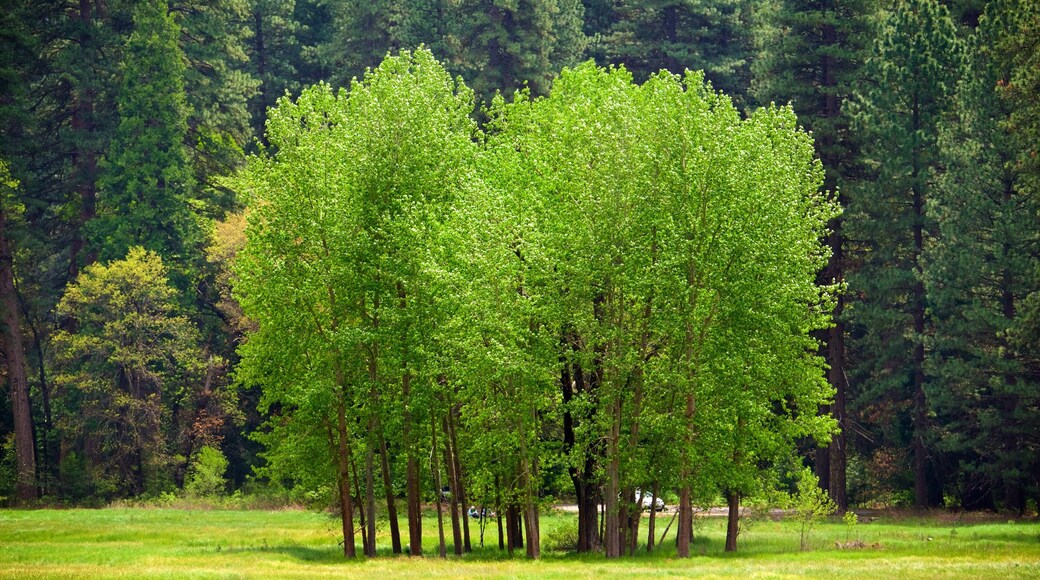 Ahwahnee Meadow featuring a garden