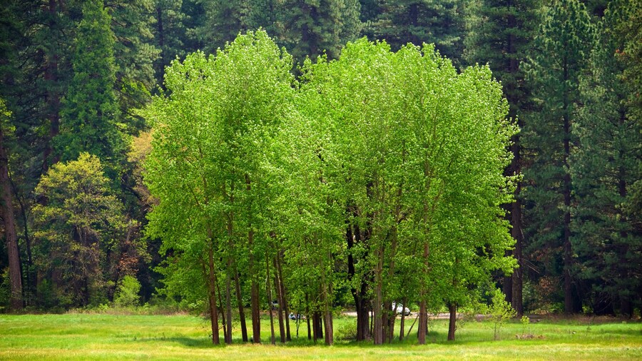 Ahwahnee Meadow featuring a garden