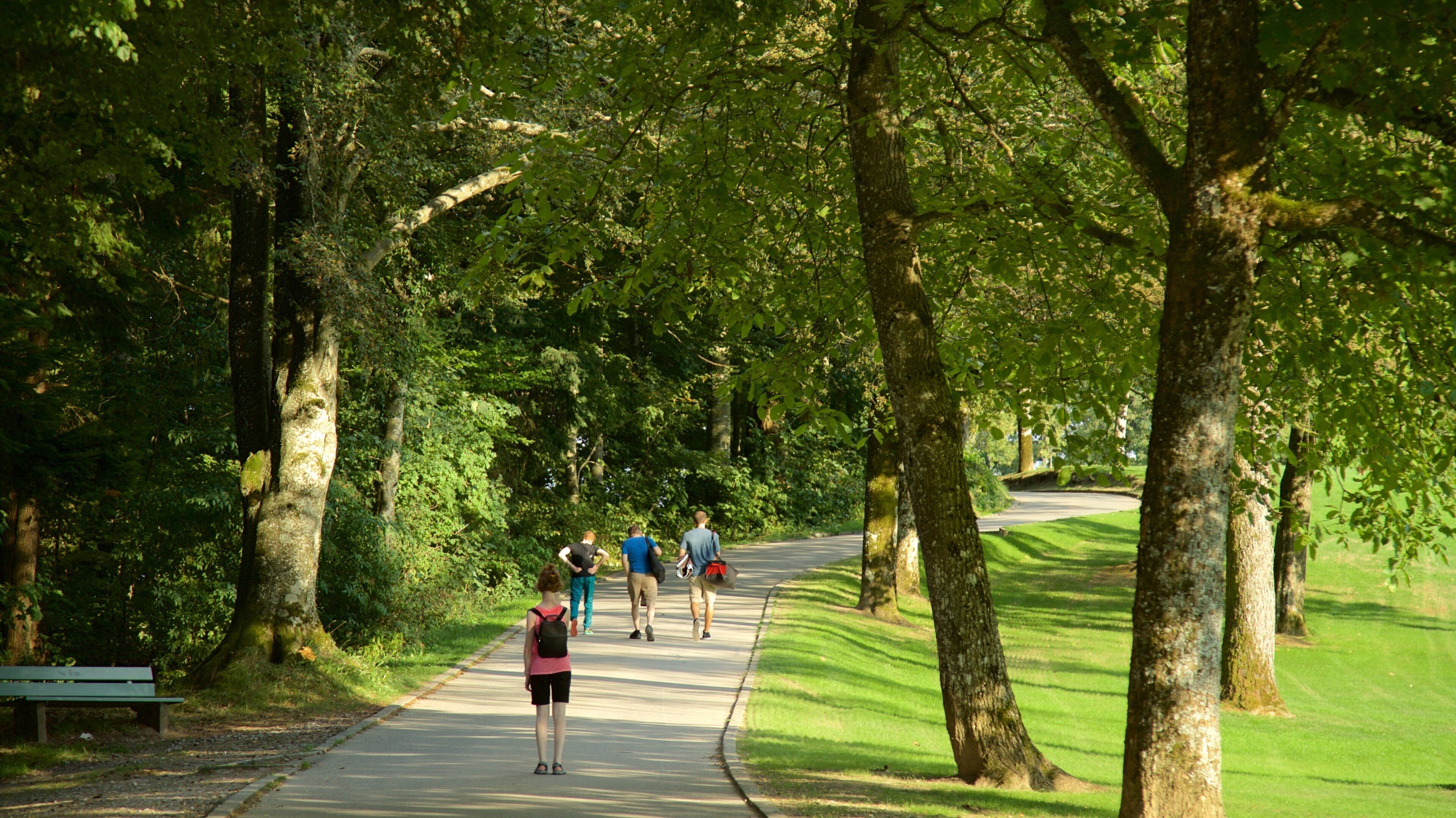 A paved path through a park with trees on both sides.