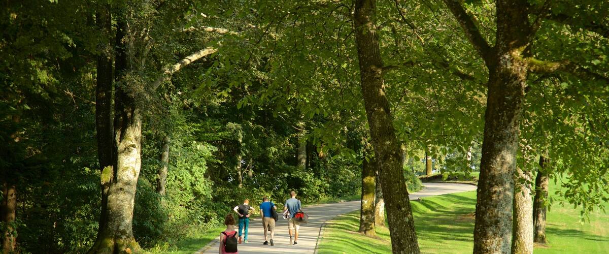A paved path through a park with trees on both sides.