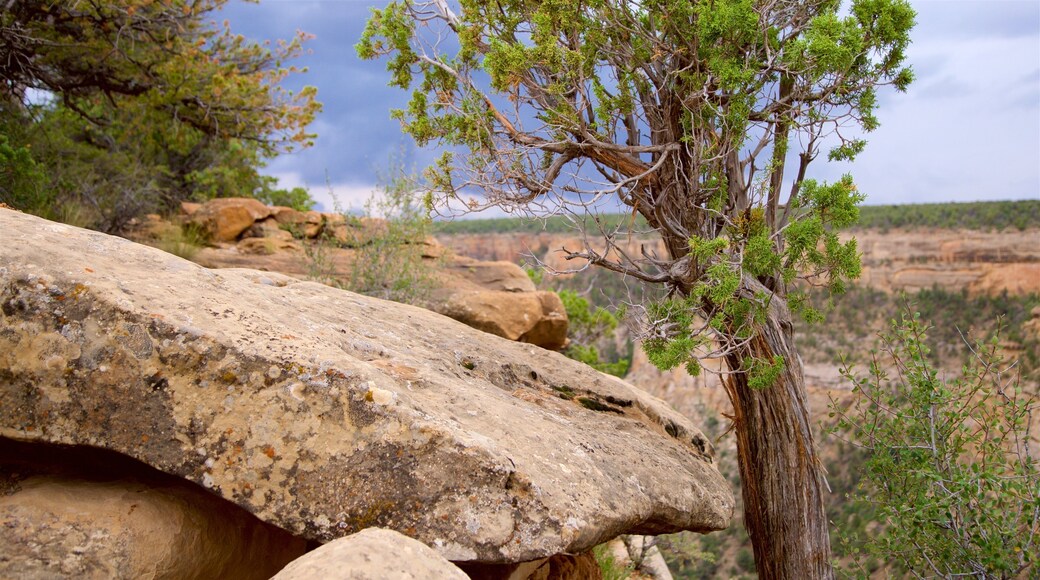 Parc national de Mesa Verde mettant en vedette gorge ou canyon
