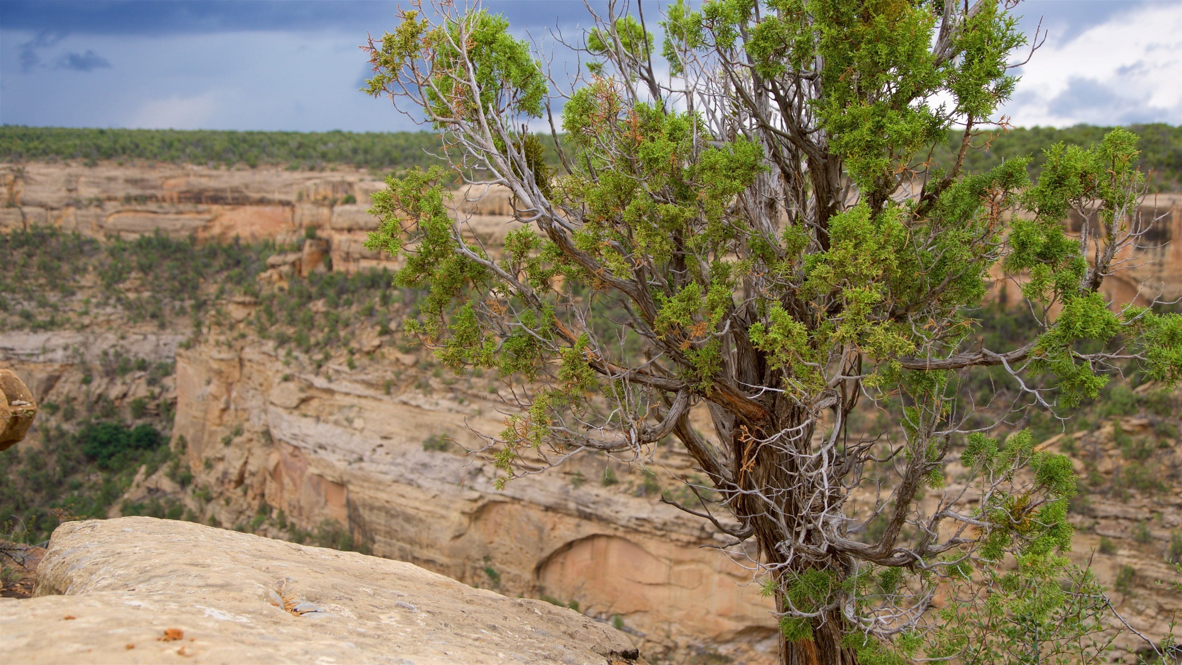 Cliff Canyon which includes tranquil scenes and a gorge or canyon