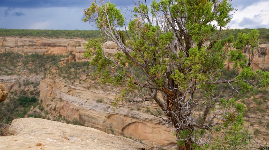 Cliff Canyon which includes tranquil scenes and a gorge or canyon