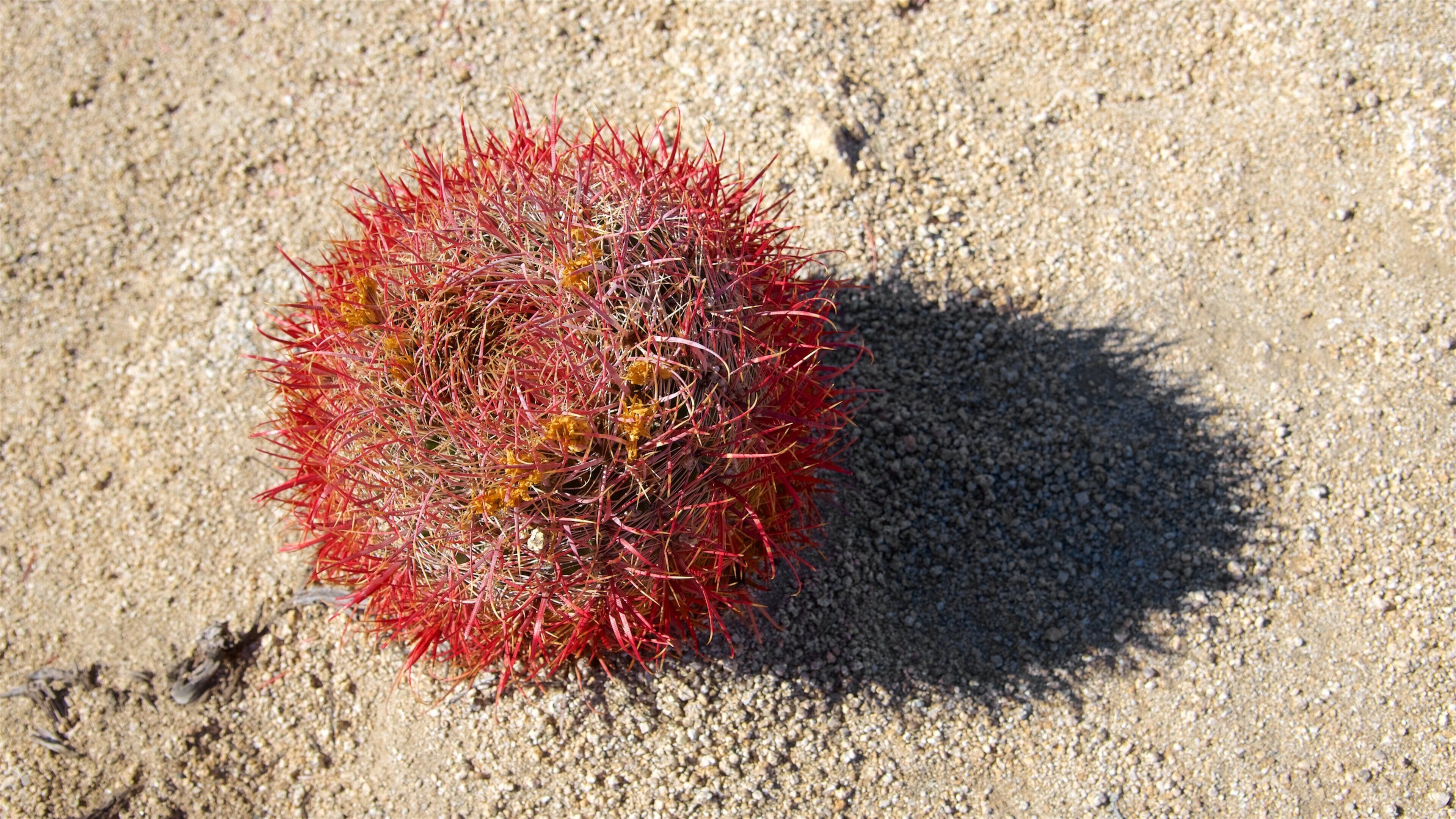 Joshua Tree National Park