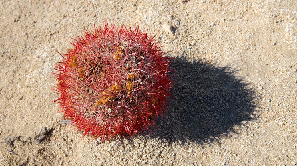 Joshua Tree National Park