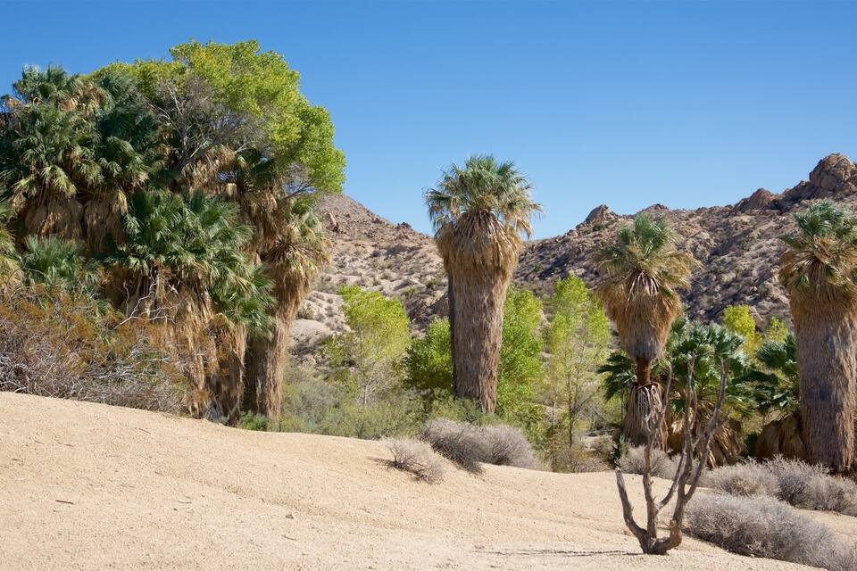 A desert landscape with sparse vegetation, including tall cacti and small trees, under a clear blue sky.
