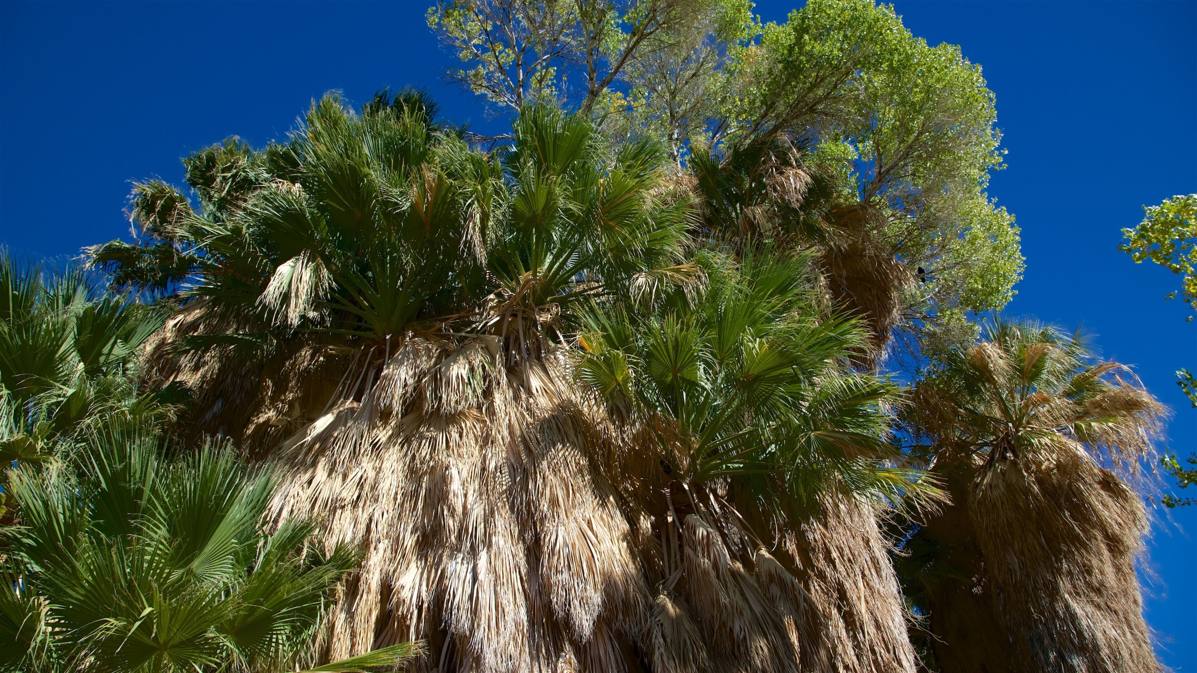 Joshua Tree National Park