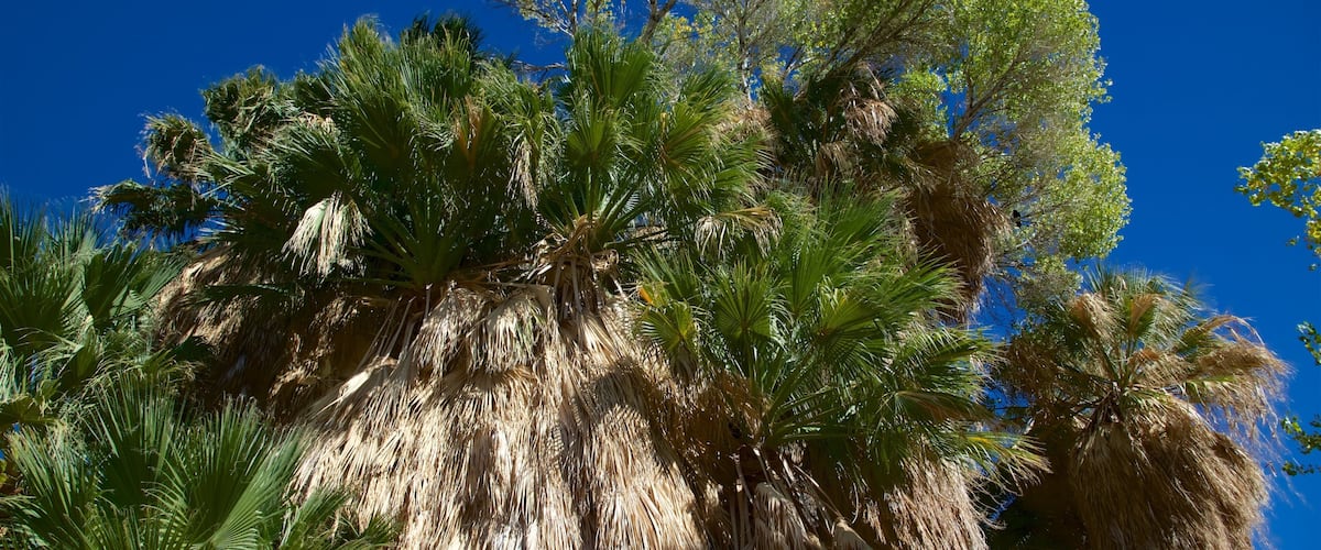 Joshua Tree National Park