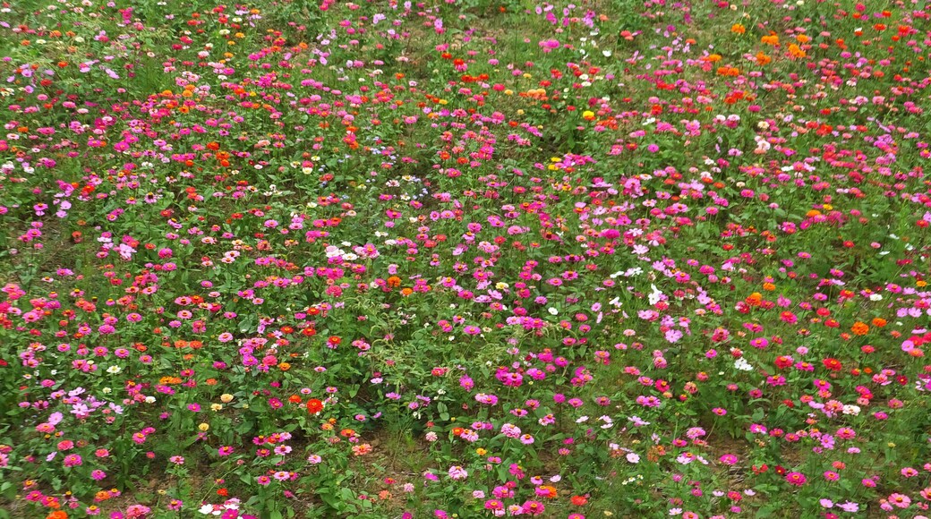 Jiuhu Flower Field 九湖花田