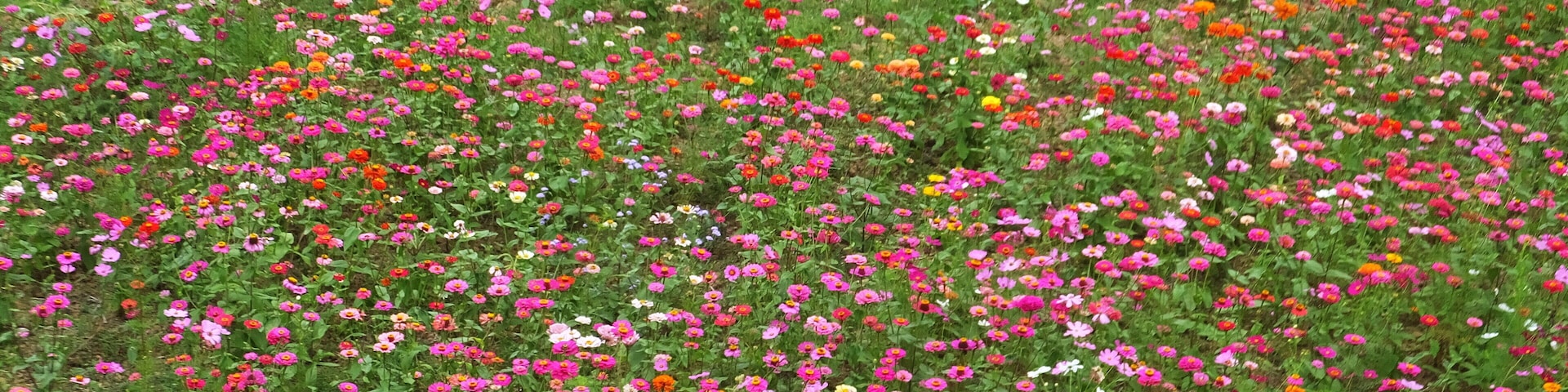 Jiuhu Flower Field 九湖花田