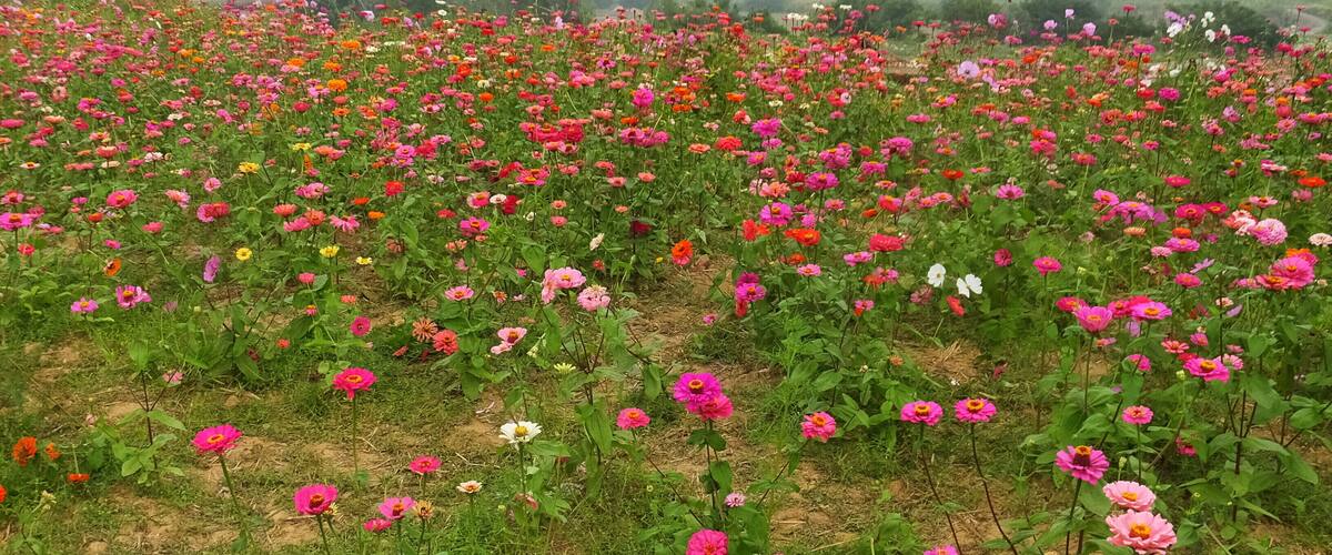 Jiuhu Flower Fields 九湖花海