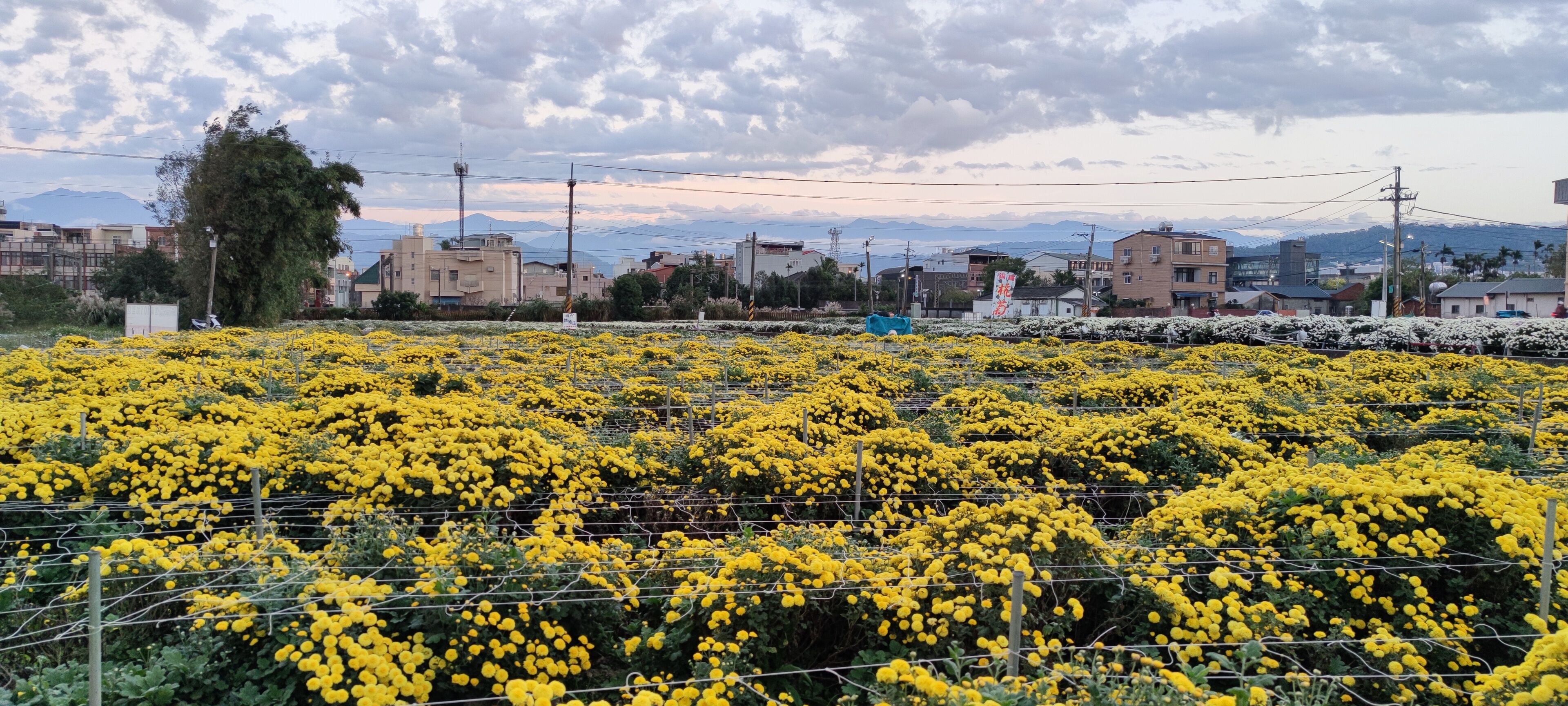 A field of yellow flowers with a cityscape in the background.