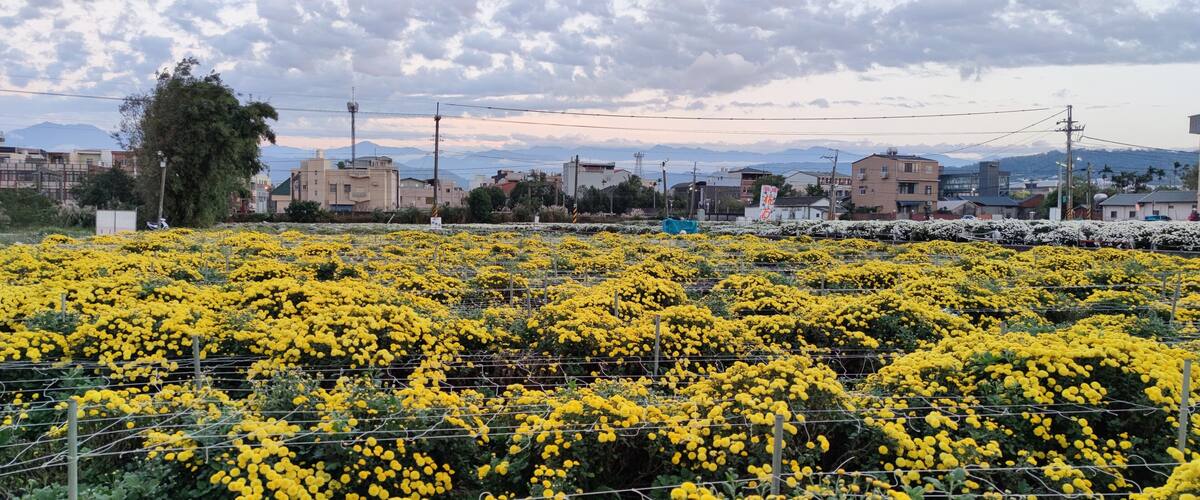 A field of yellow flowers with a cityscape in the background.
