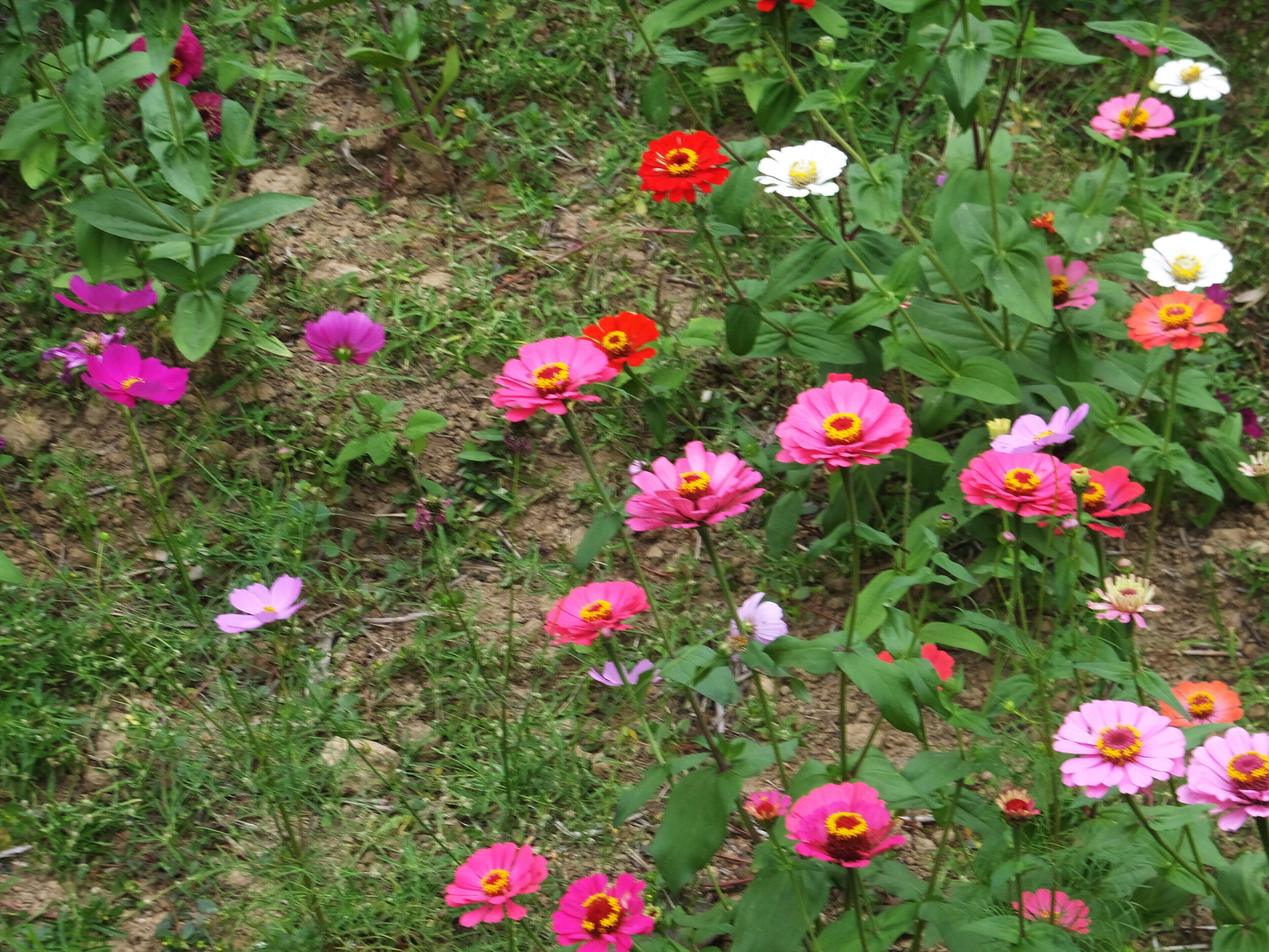 Jiuhu Flower Field 九湖花田