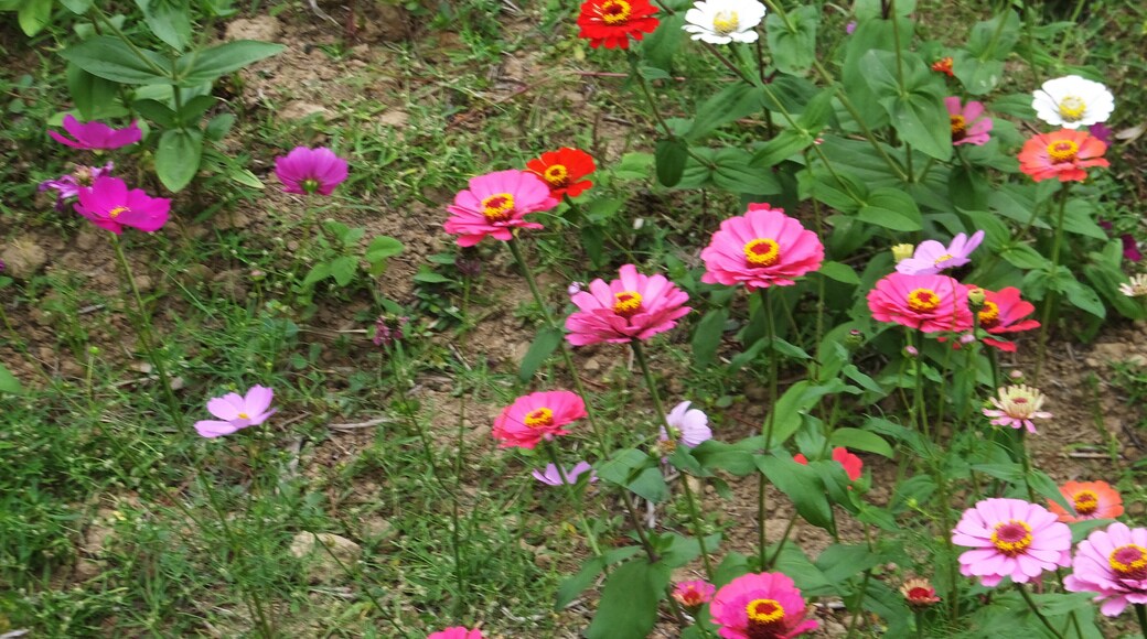 Jiuhu Flower Field 九湖花田