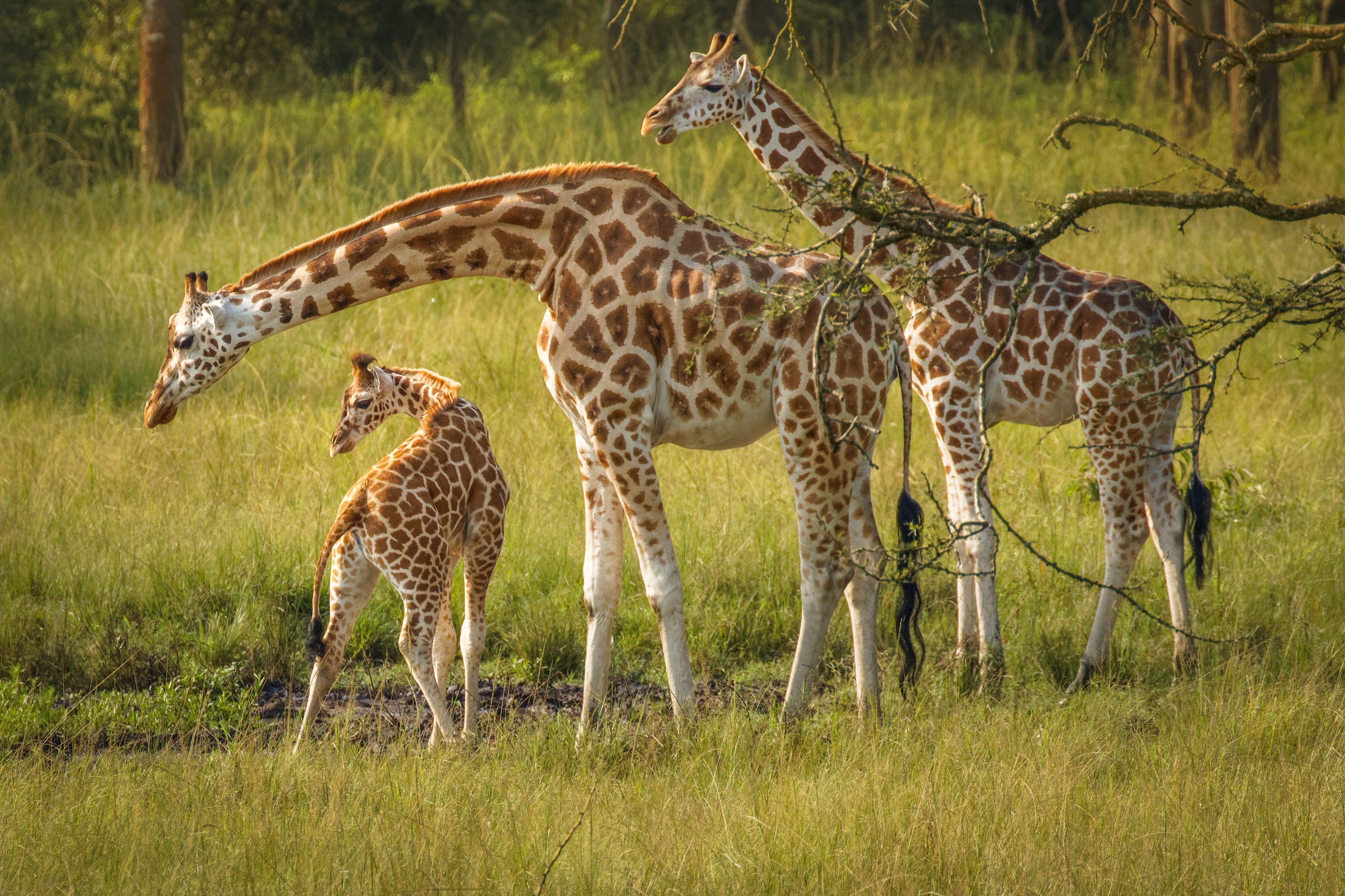 A giraffe bending its neck to reach the ground, with two other giraffes standing nearby in a grassy field.