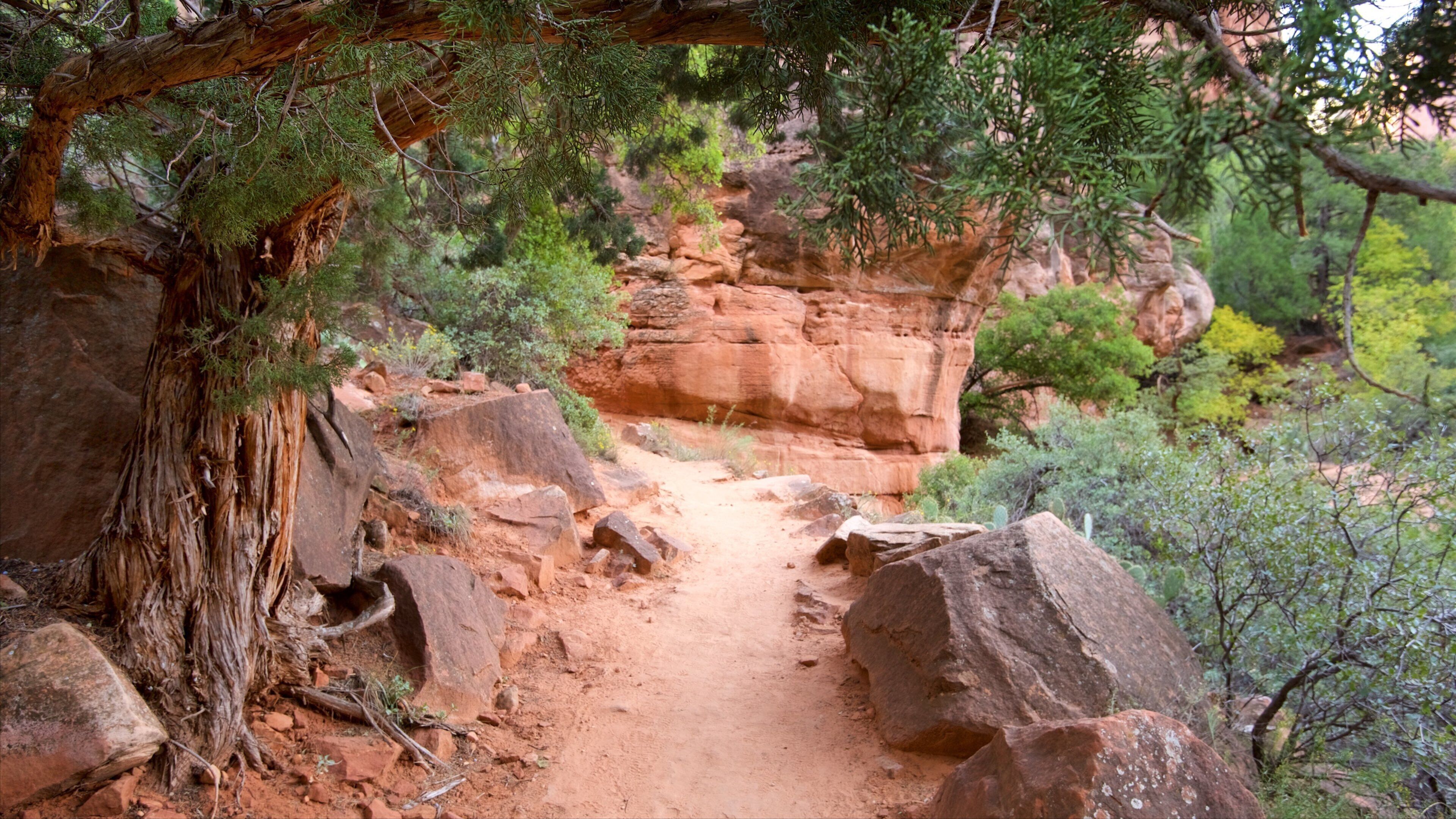 Parque Nacional Zion ofreciendo situaciones tranquilas y senderismo o caminatas