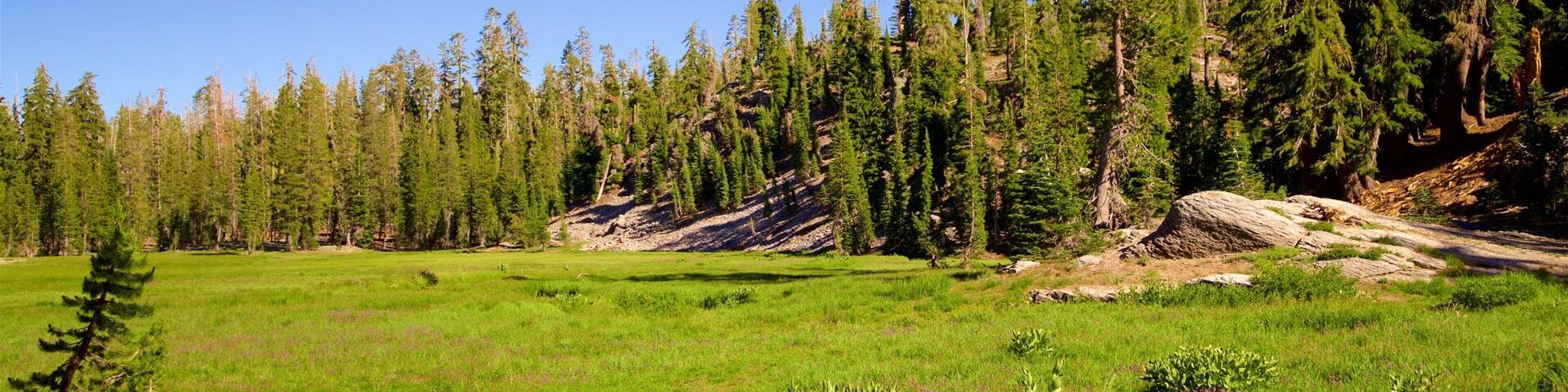 Mill Creek mostrando escenas forestales y escenas tranquilas