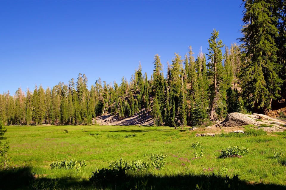 A grassy field with scattered rocks and a dense forest of tall trees.