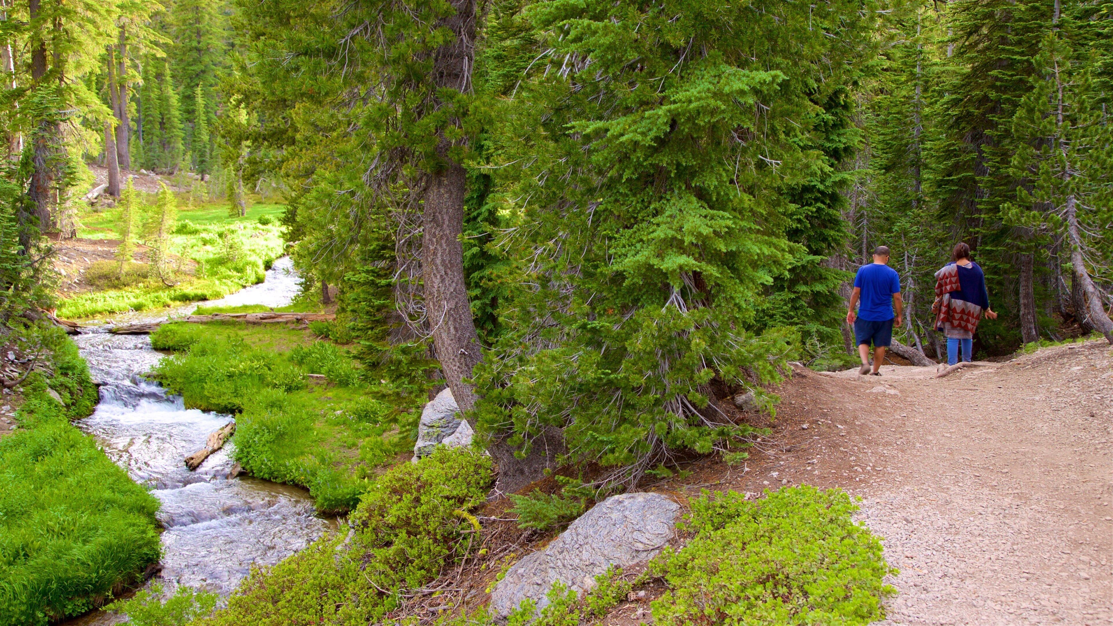 Mill Creek showing hiking or walking and forests as well as a couple