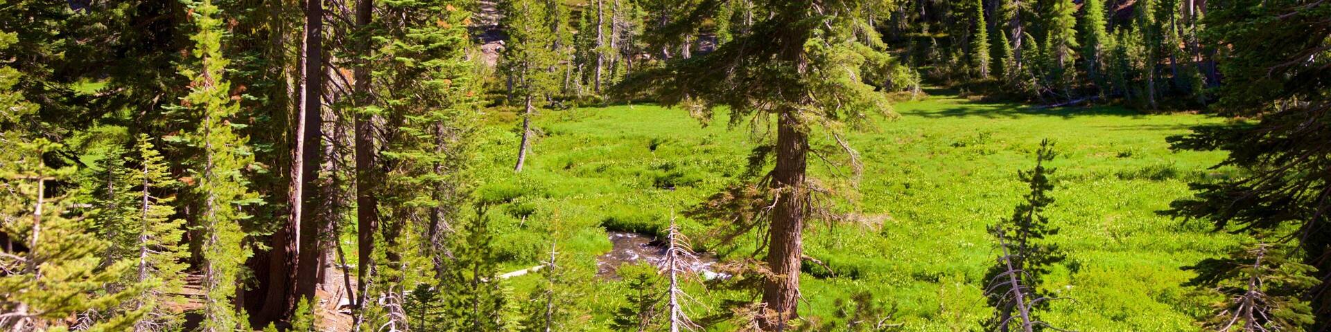 Un bosque denso con altos árboles de hoja perenne y una pradera cubierta de hierba.