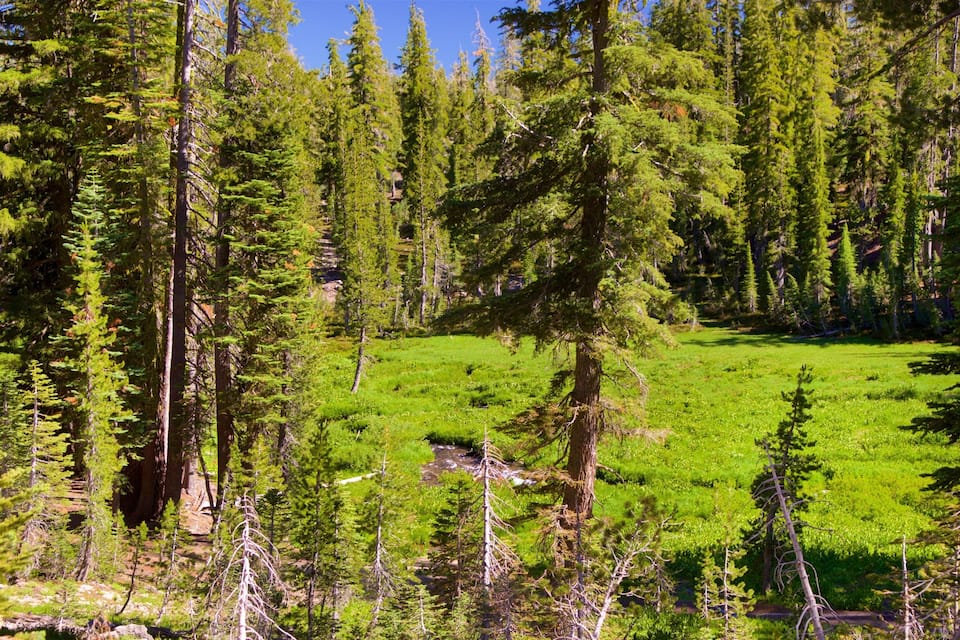 A dense forest with tall evergreen trees and a grassy meadow.