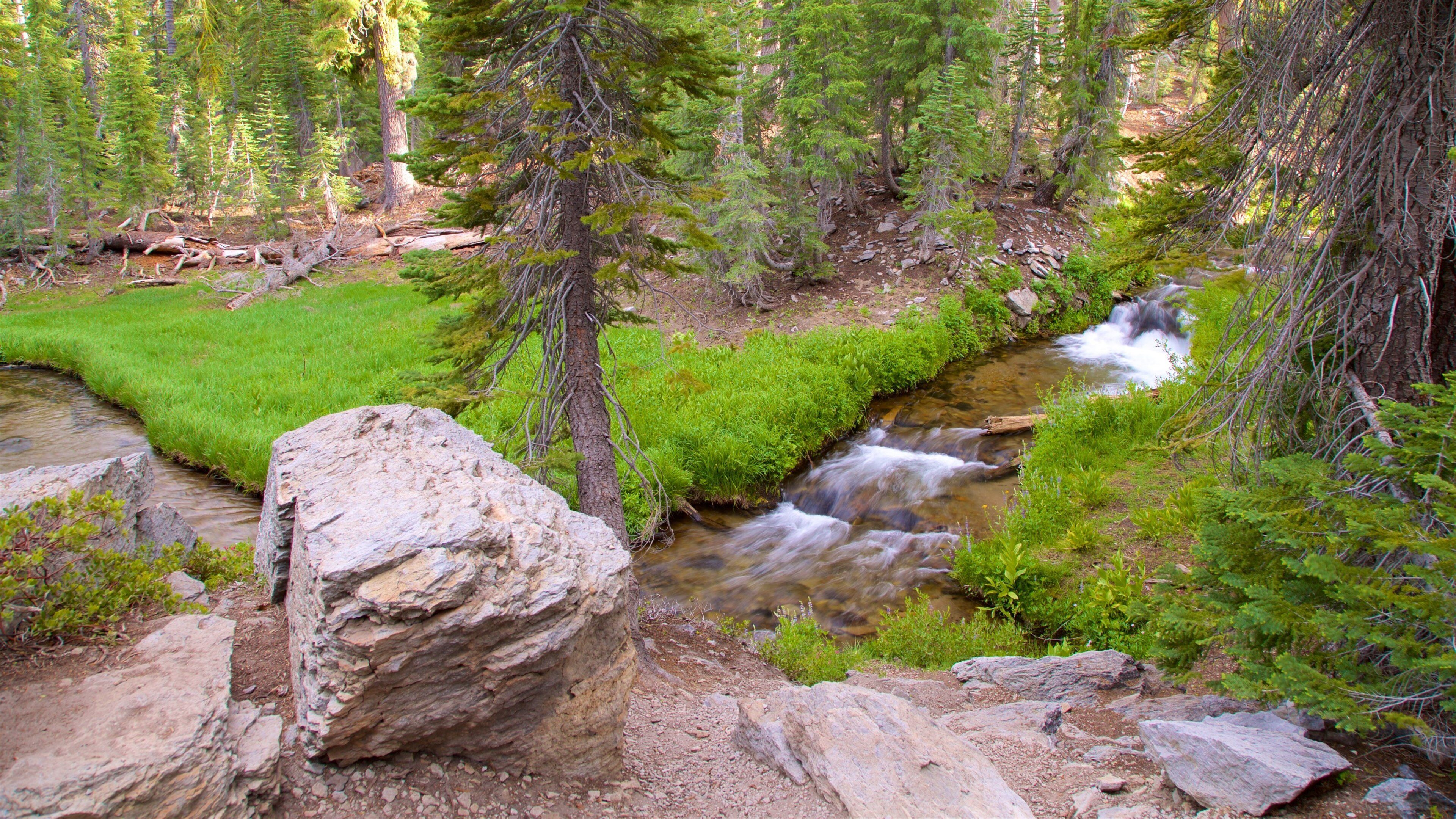 Kings Creek Meadow featuring forests