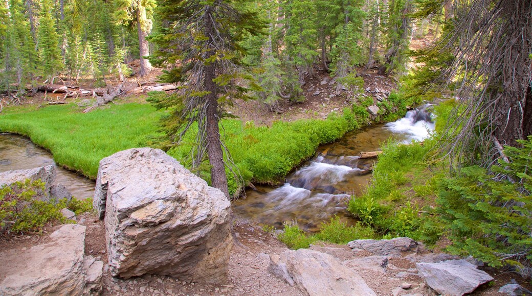 Kings Creek Meadow featuring forests