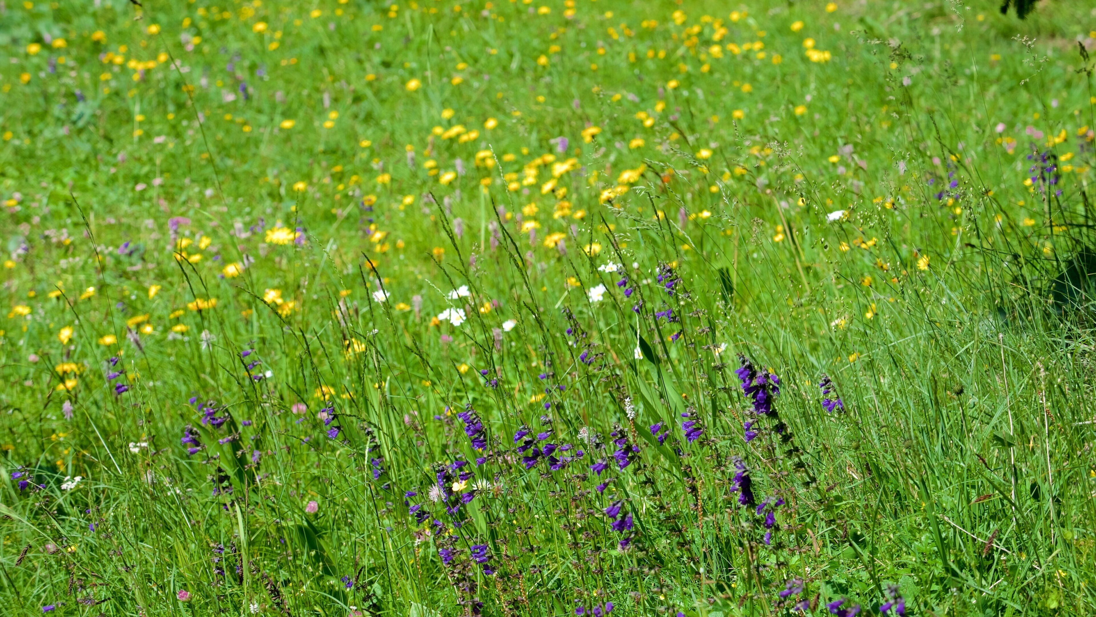 Trentino featuring flowers and wild flowers