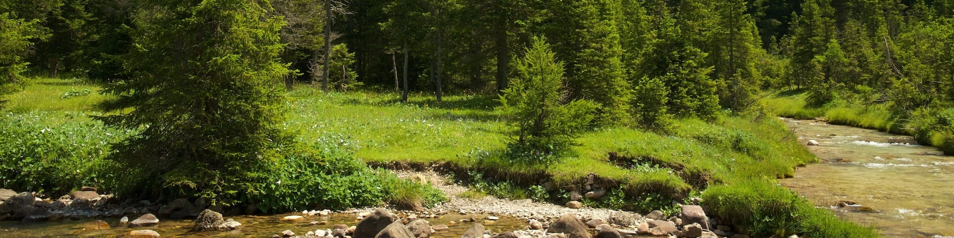 Trentino featuring forest scenes and a river or creek