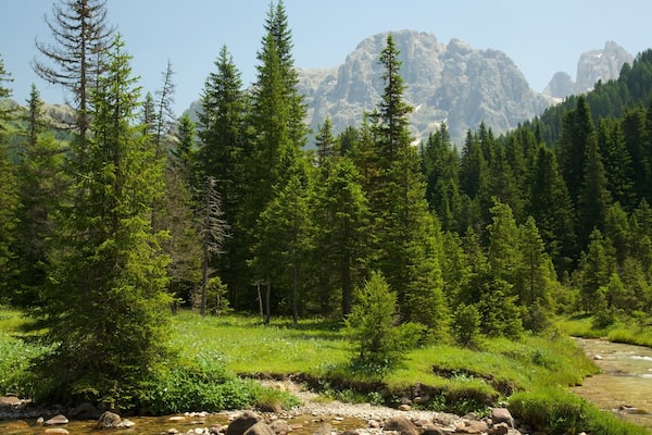 A river flowing through a forest with tall trees and rocky mountains in the background.