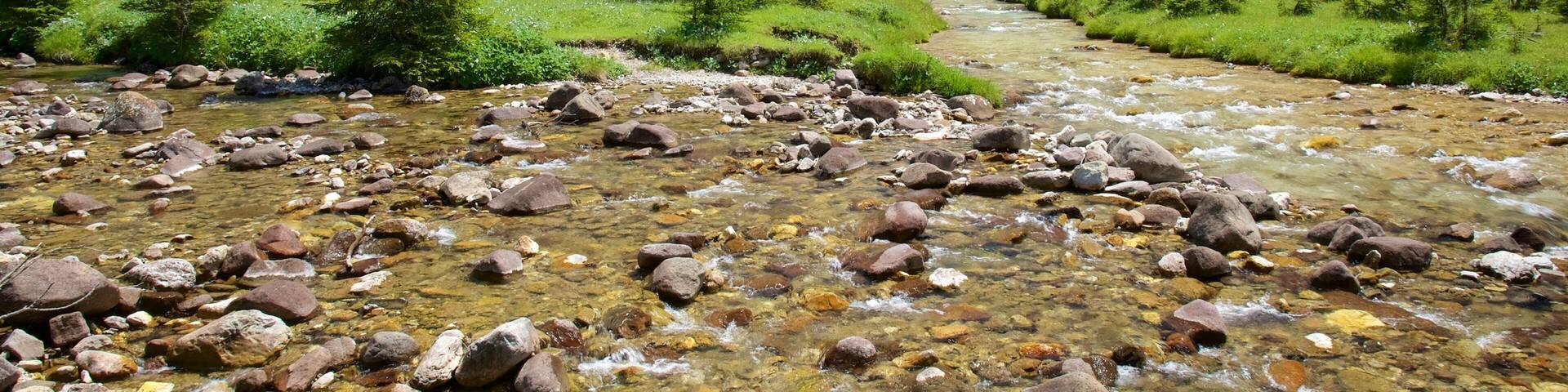 Trentino showing forest scenes