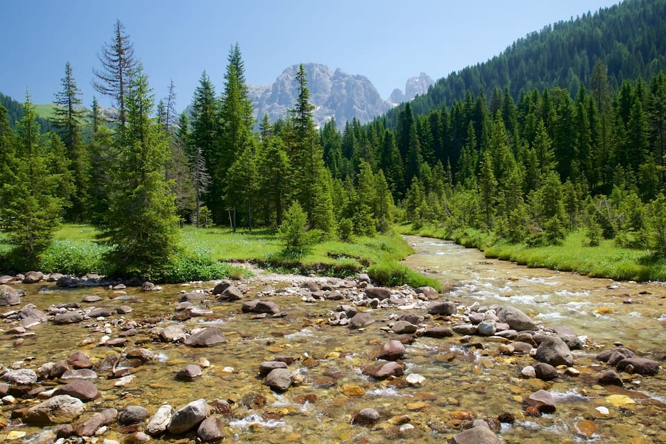 A clear mountain stream surrounded by dense coniferous forest and rocky terrain.