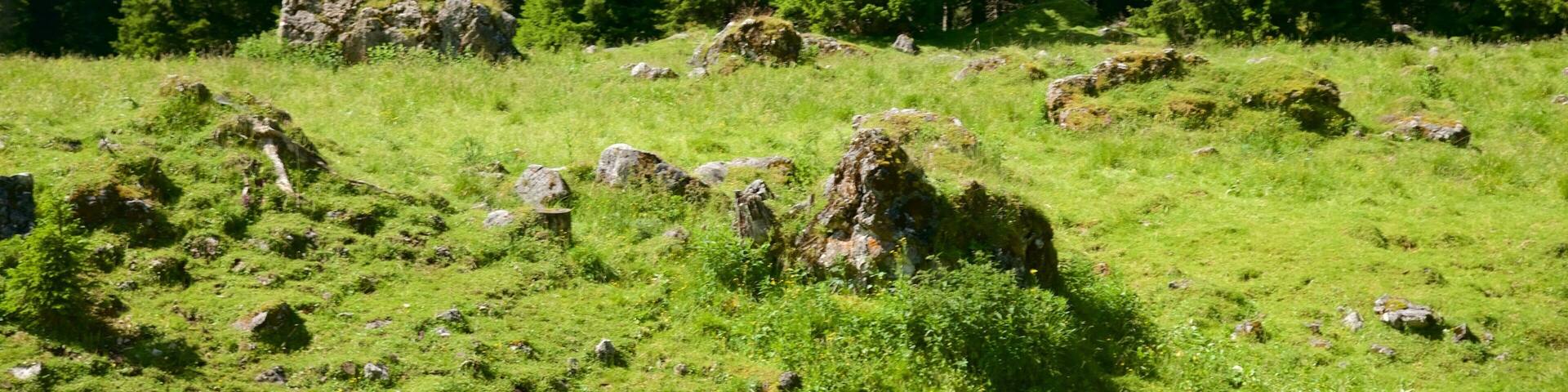 Trentino featuring forests